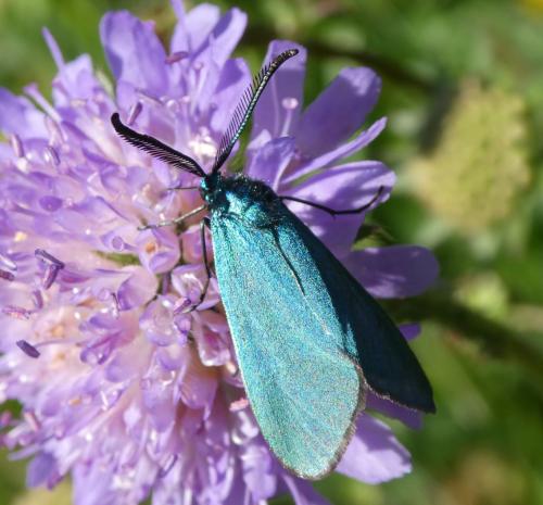 Réf. 231 932 : Adscita sp.